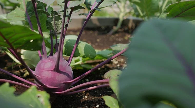 MODULE 5 : Rencontre avec les légumes - Saldi Straordinari – Offerte Speciali Disponibili Adesso - {'count': 1, 'name': 'Intérieur'}